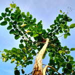 Non GMO sandalwood tree seeds heirloom ornamental seeds for planting