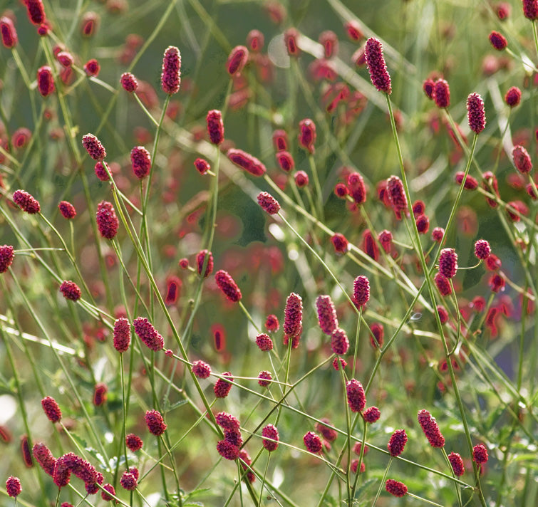 Red Sanguisorba Officinalis Plant Seeds for Planting-Ornamental Gardens – Fresh Herb for Your Garden