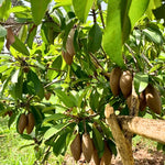 Young sapodilla plant grown from seeds in container
