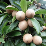 Sapodilla seeds Manilkara zapota for backyard gardening