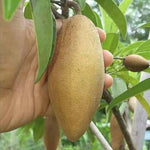Sapodilla seeds packet for home garden tropical planting