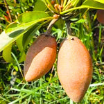 Sapodilla seeds for tropical garden growing Manilkara zapota non GMO