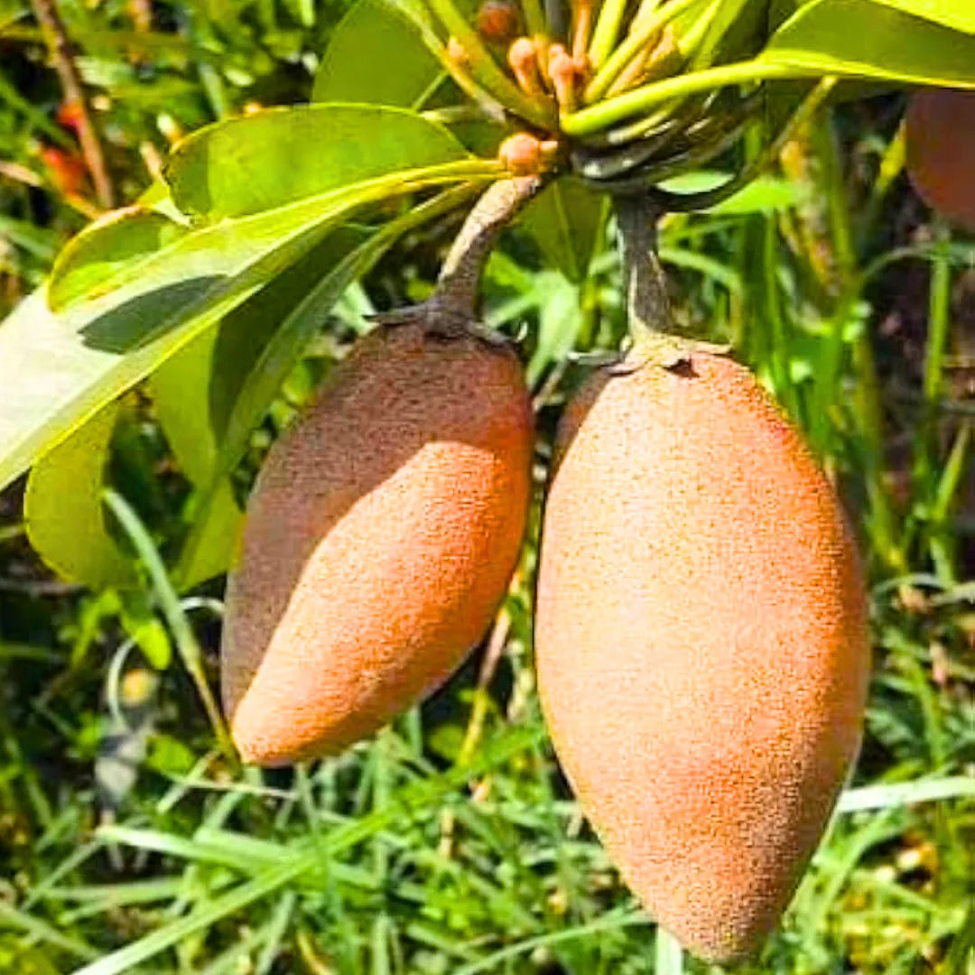 Sapodilla seeds for tropical garden growing Manilkara zapota non GMO