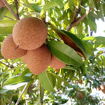 Sapodilla tree thriving in sunny backyard garden