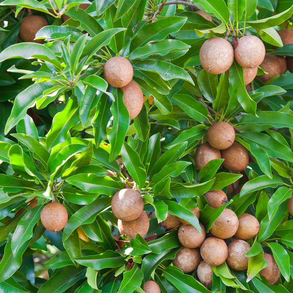 Sapodilla tree growing from seeds in warm backyard garden