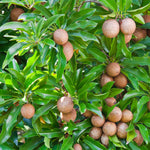 Sapodilla tree growing from seeds in warm backyard garden