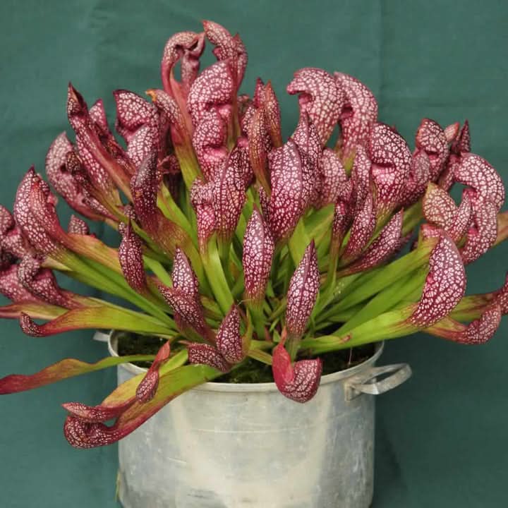 Scarlet Sarracenia Carnivorous Plant Seeds for Planting – Unique Insect-Trapping Garden Plants
