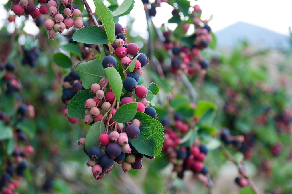 Low Juneberry (Amelanchier humilis)