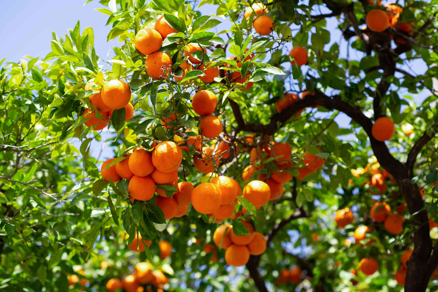 Satsuma – Sweet and Juicy Japanese Citrus Fruit