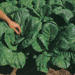 Savanna Mustard Greens Seeds heirloom non-GMO high germination