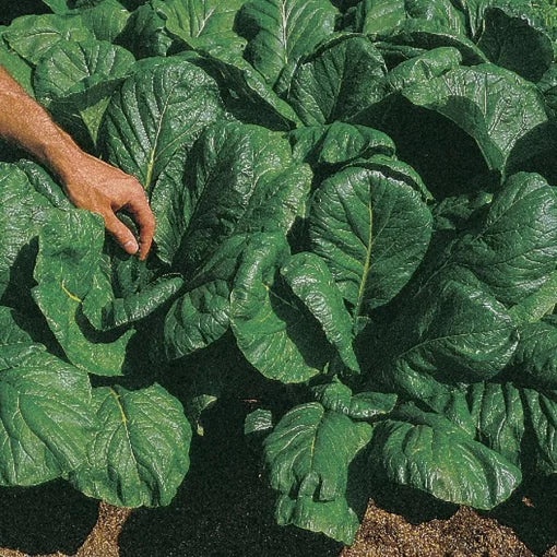 Savanna Mustard Greens Seeds heirloom non-GMO high germination
