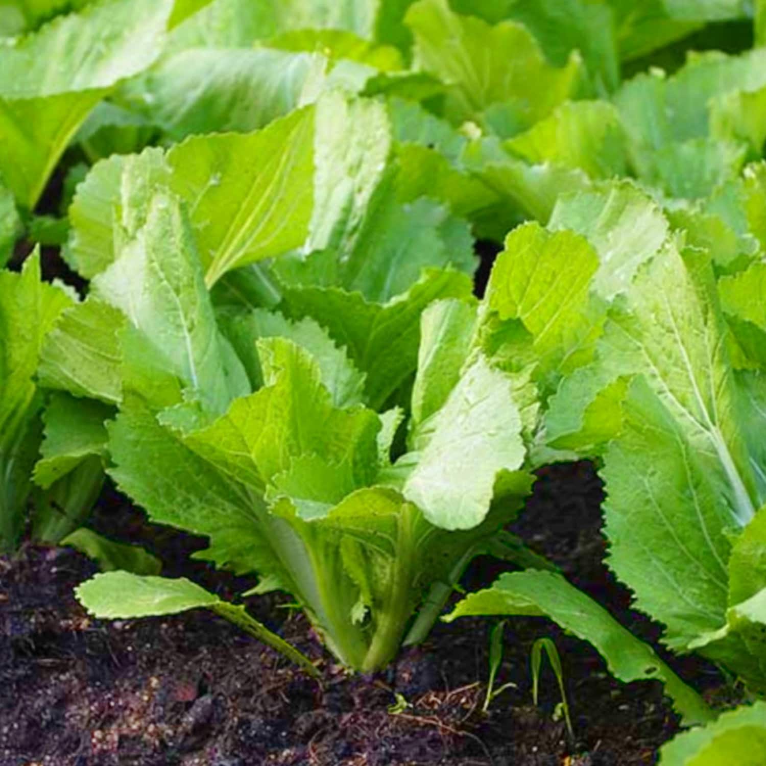 Organic Savanna Mustard Greens Seeds for home garden