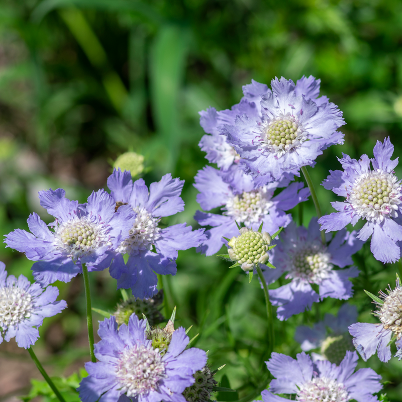 Scabiosa Fama Deep Blue