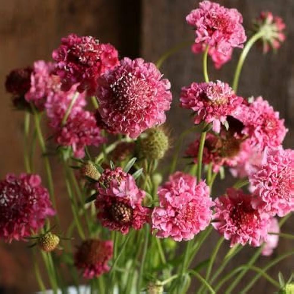 Scabiosa Salmon Queen Flower Seeds – Elegant Perennial Blooms - Dharaseeds