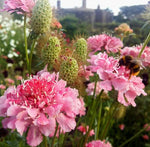 Scabiosa Salmon Queen Flower Seeds – Elegant Perennial Blooms - Dharaseeds