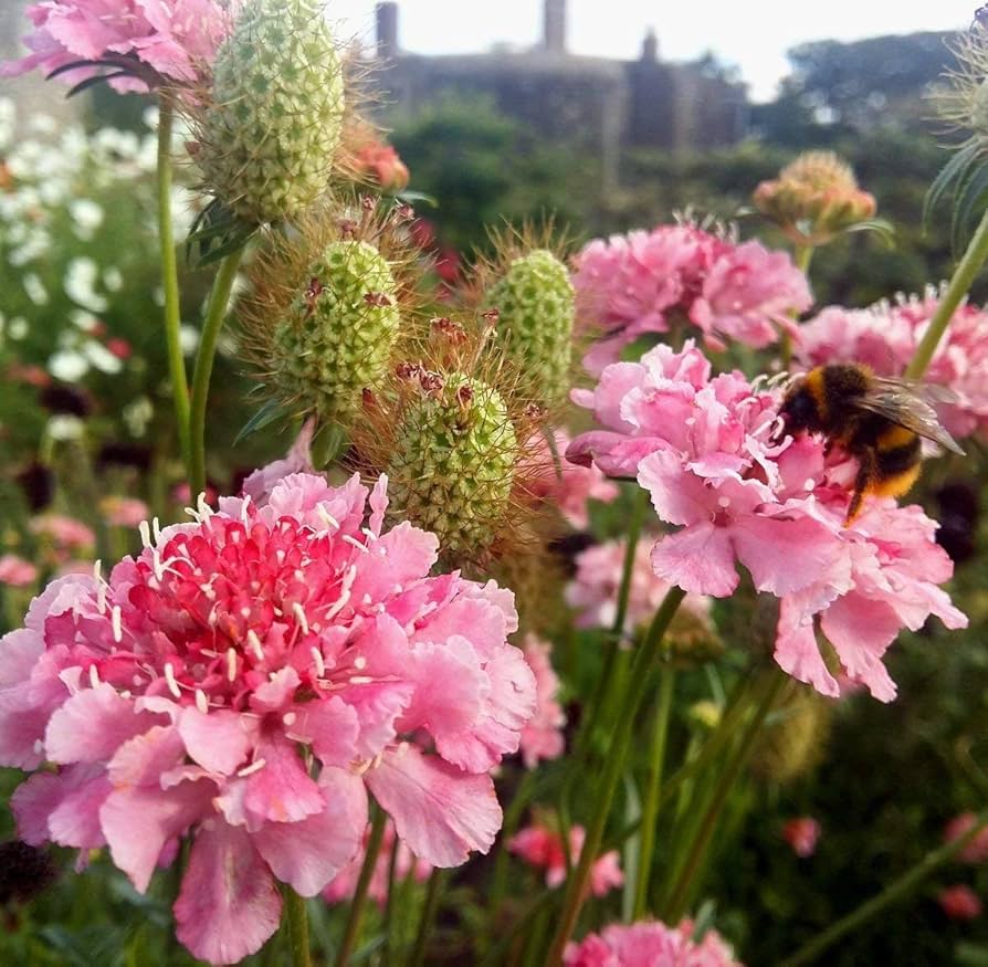 Scabiosa Salmon Queen Flower Seeds – Elegant Perennial Blooms - Dharaseeds