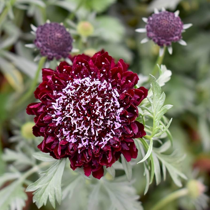 Scabiosa Snowmaid Flower Seeds – Pure White Perennial Blooms - Dharaseeds