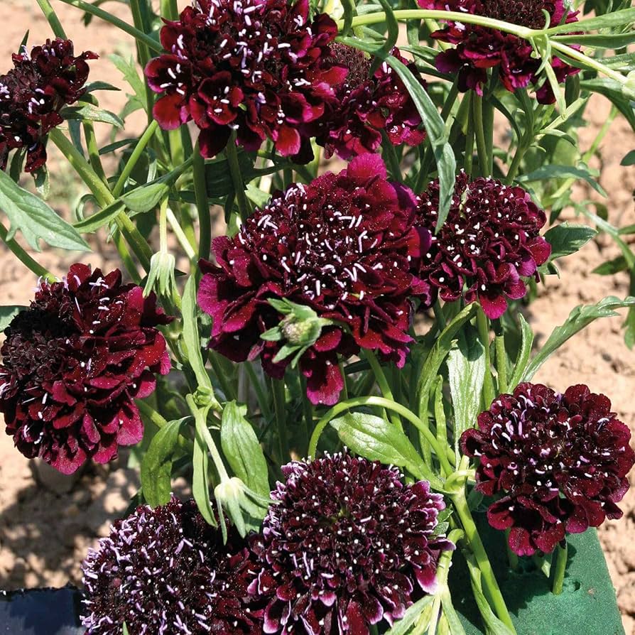Scabiosa Snowmaid Flower Seeds – Pure White Perennial Blooms - Dharaseeds