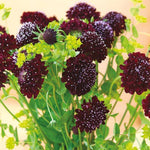 Scabiosa Snowmaid Flower Seeds – Pure White Perennial Blooms - Dharaseeds