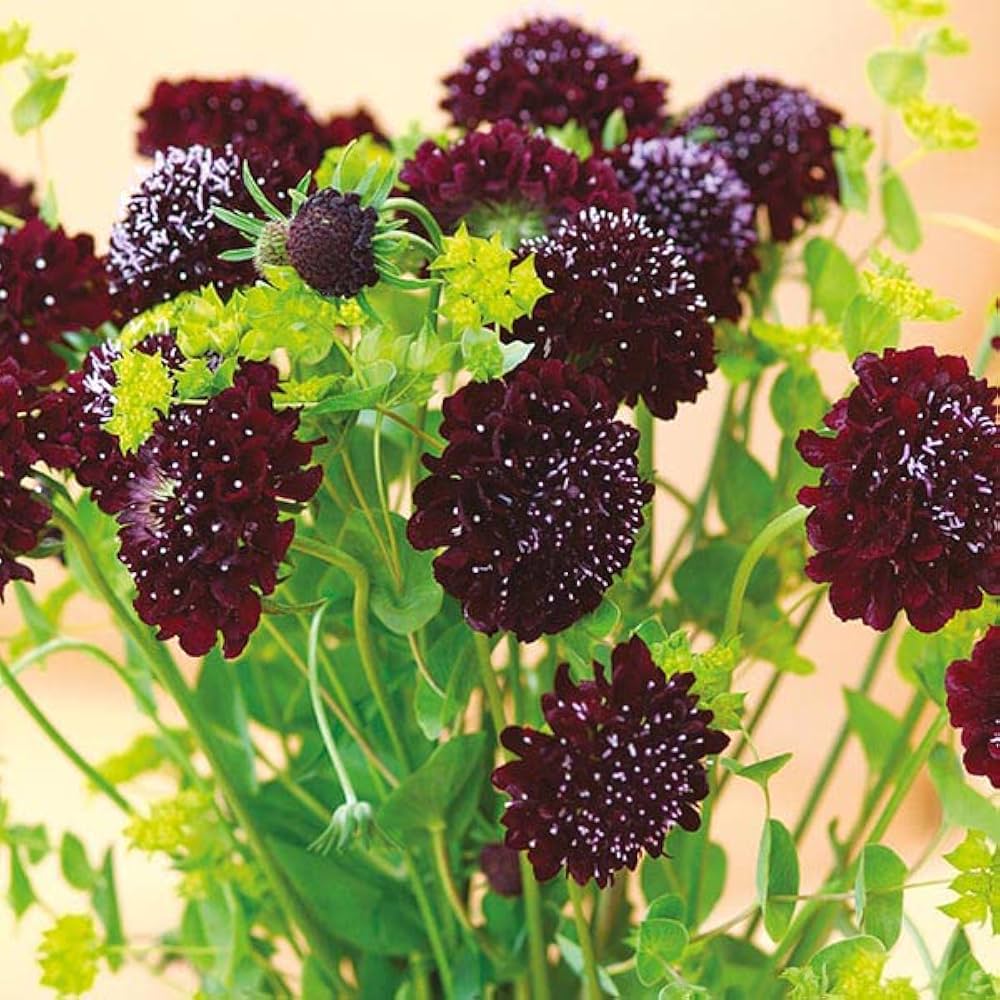 Scabiosa Snowmaid Flower Seeds – Pure White Perennial Blooms - Dharaseeds