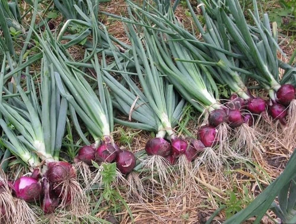 Non GMO scallion seeds for high yield and fast growing onions