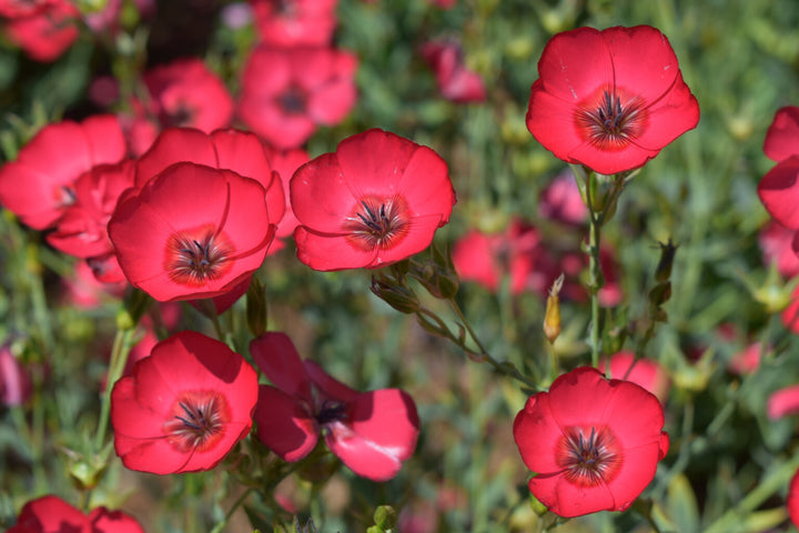 Heirloom Red Yarrow Flower Seeds for Planting, Non-GMO