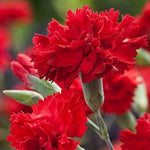 Scarlet Red Carnation Flower Seeds – Intense Red Fragrance - Rich Blooms for Bouquets - Dharaseeds