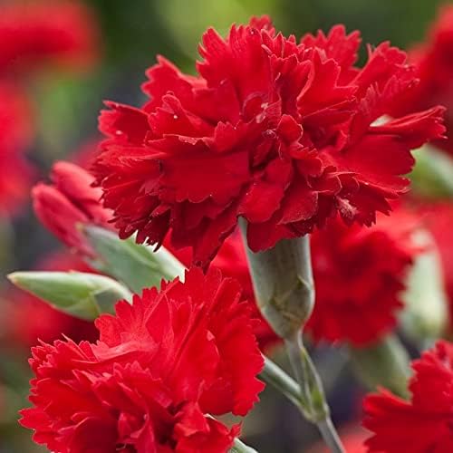 Scarlet Red Carnation Flower Seeds – Intense Red Fragrance - Rich Blooms for Bouquets - Dharaseeds