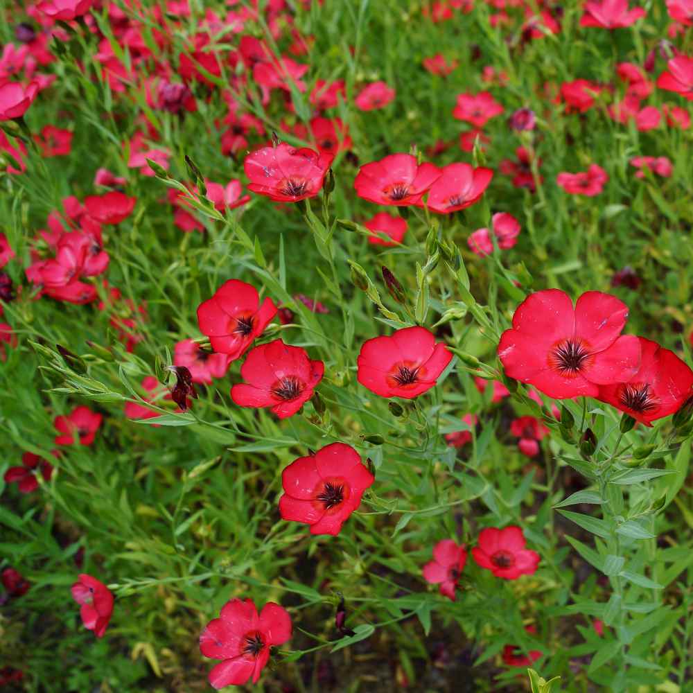 Flax Scarlet Red Petal Wildflower Seeds