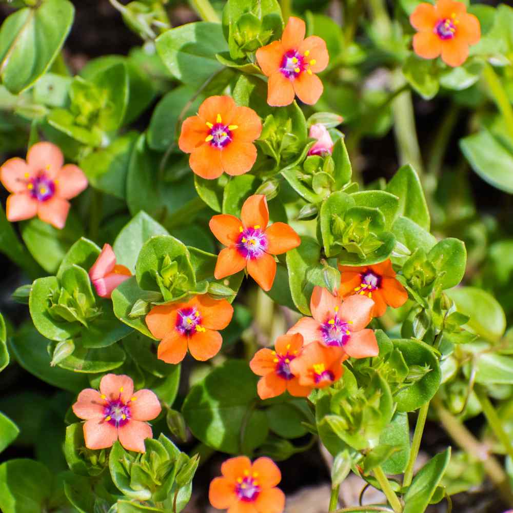 Scarlet Pimpernel Flower Seeds