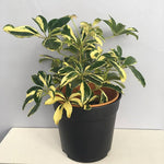 Schefflera plant seeds easy to grow indoor ornamental plant