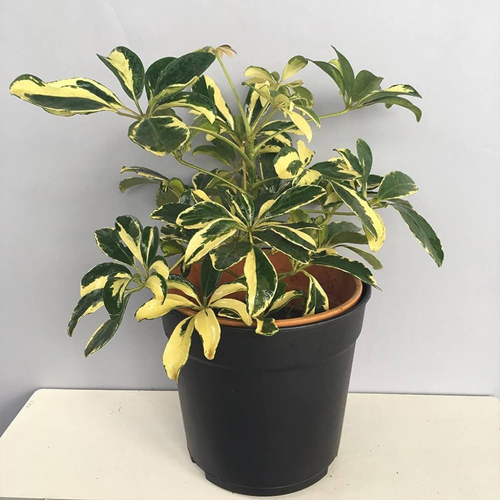 Schefflera plant seeds easy to grow indoor ornamental plant