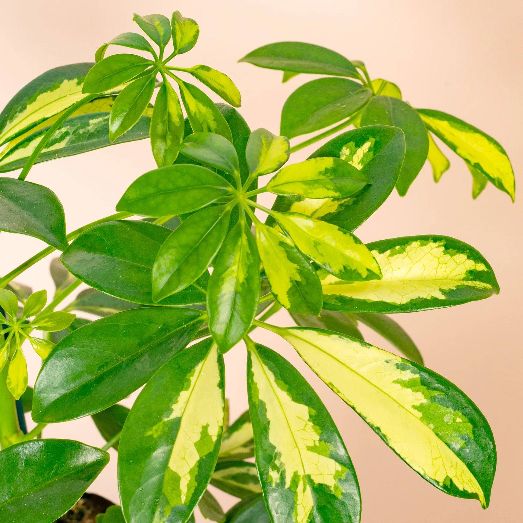 Schefflera seeds for home garden ornamental indoor plant
