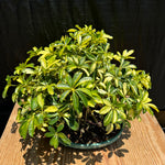 Schefflera seeds umbrella plant seeds for planting high germination