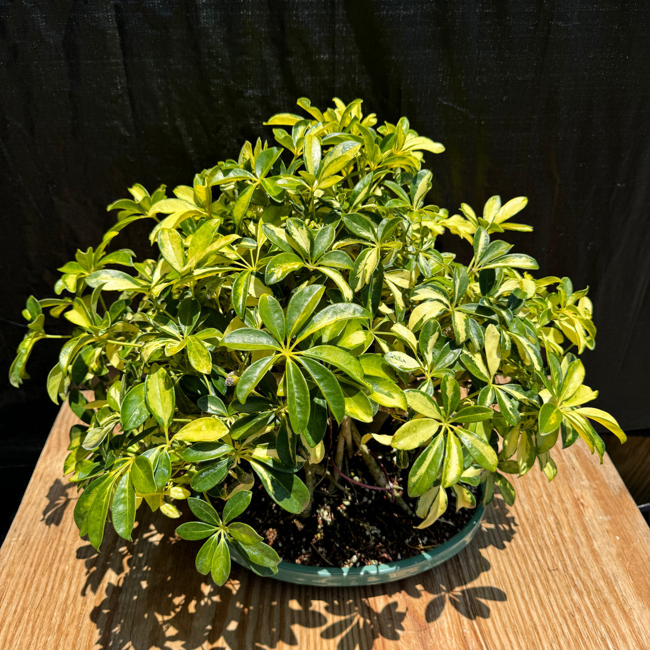 Schefflera seeds umbrella plant seeds for planting high germination