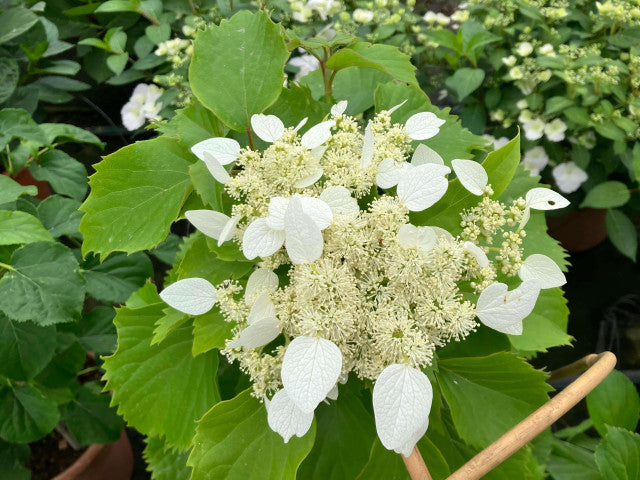 Moonlight Japanese Hydrangea Vine Schizophragma hydrangeoides flower seeds for planting on trellises in home garden