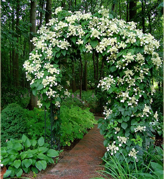 Moonlight Japanese Hydrangea Vine Schizophragma hydrangeoides flower seeds for planting on trellises in home garden