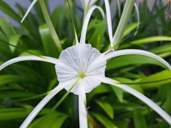 White Cape Lily Seeds for Planting – Tropical Aquatic Blooms, Heirloom & Non-GMO Seeds Dhara Seeds