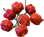 Scorpion Moruga Red hot pepper seeds – premium organic extreme heat variety - Dharaseeds