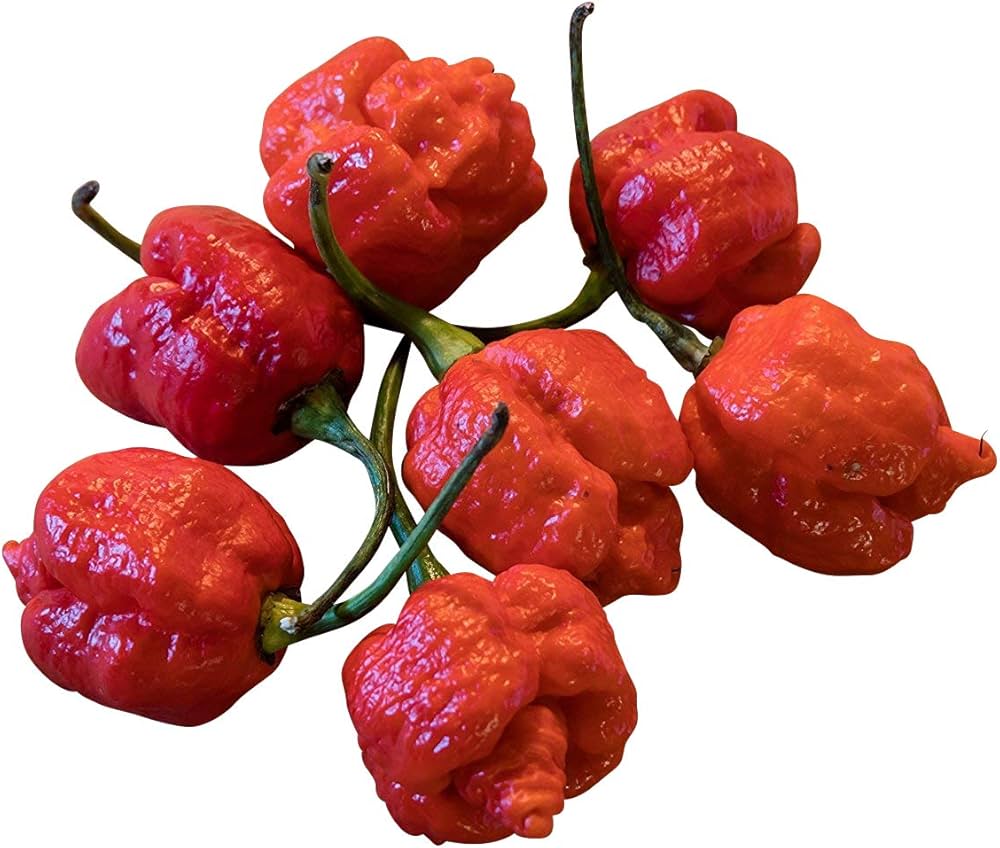 Scorpion Moruga Red hot pepper seeds – premium organic extreme heat variety - Dharaseeds