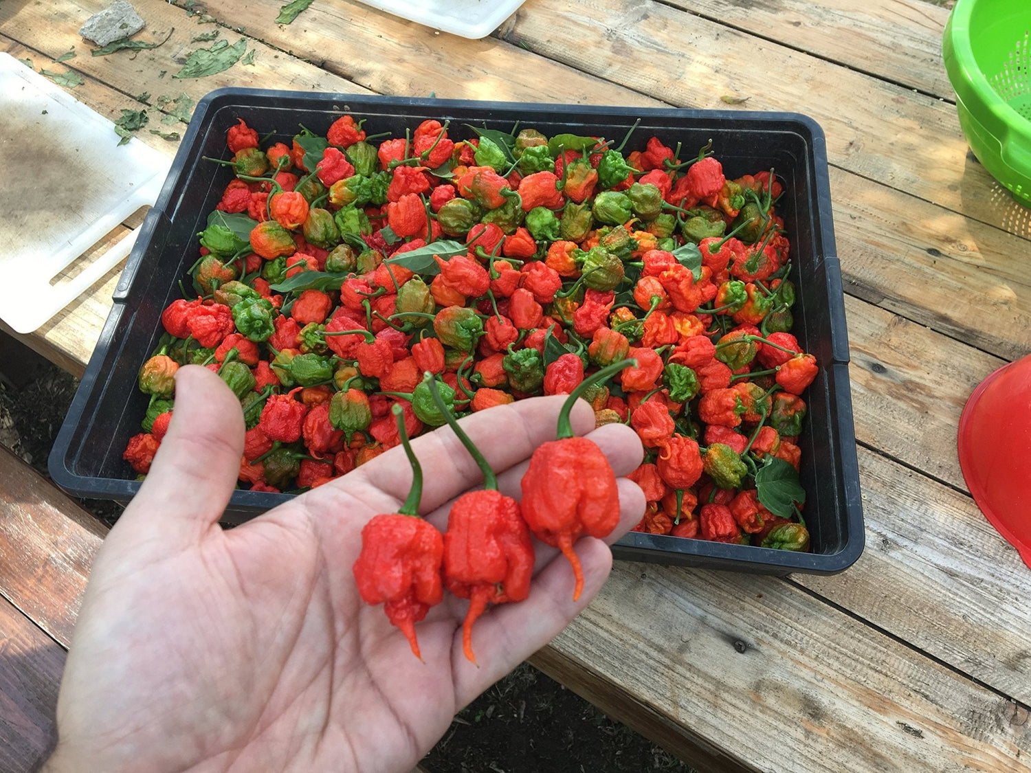 Scorpion Moruga Red hot pepper seeds – premium organic extreme heat variety - Dharaseeds