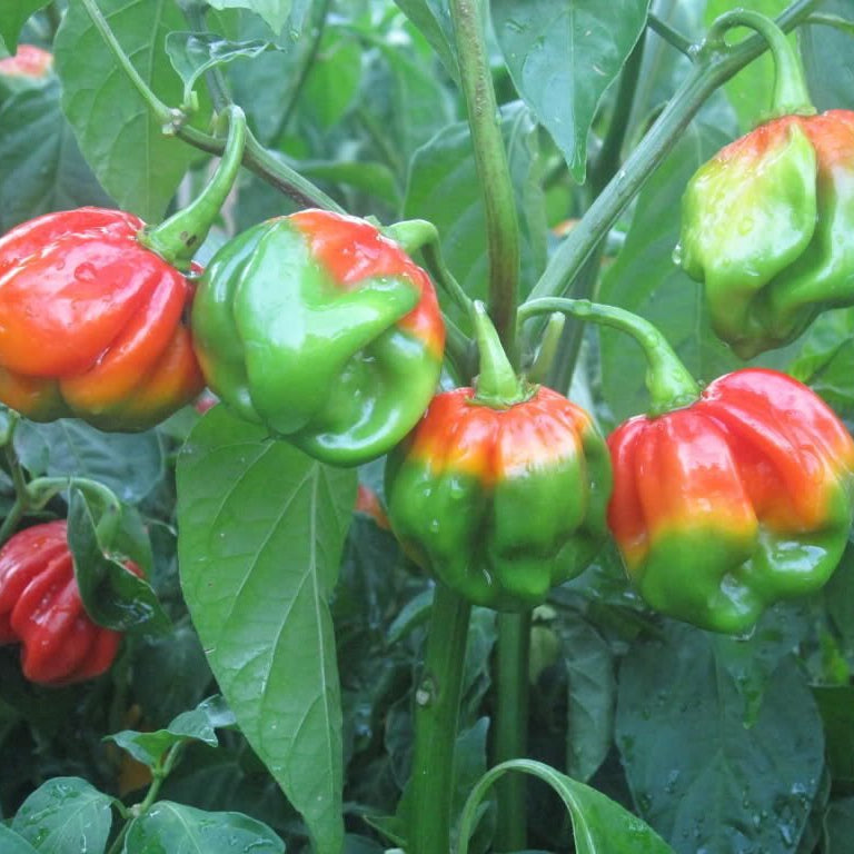 Caribbean Scotch Bonnet chili pepper seeds for planting