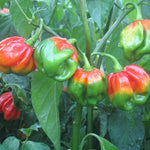 Caribbean Scotch Bonnet chili pepper seeds for planting