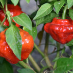 Hot pepper seeds for planting Scotch Bonnet variety