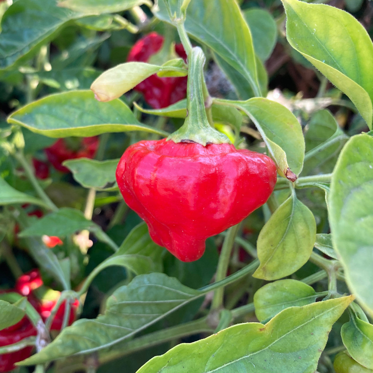 Scotch Bonnet pepper seeds Jamaican heirloom Non-GMO for planting