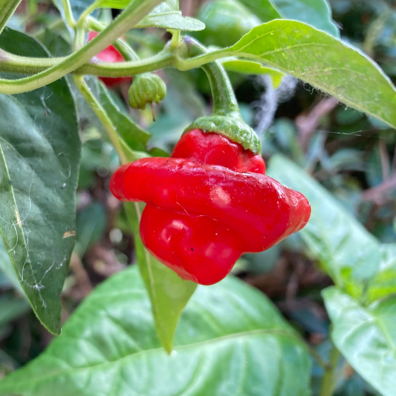 High germination Scotch Bonnet pepper seeds for home gardening