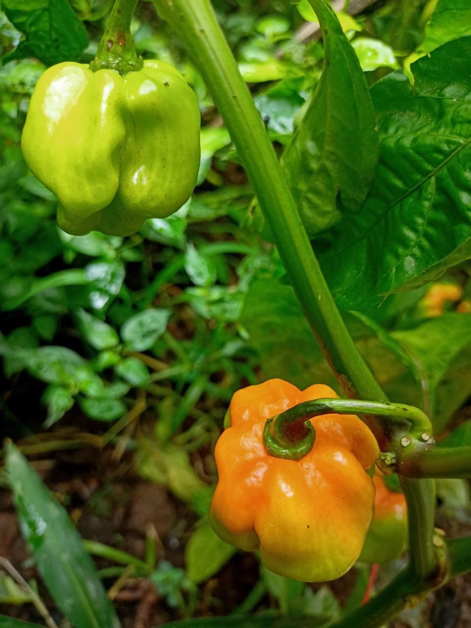Scotch Bonnet Pepper Seeds for Gardening