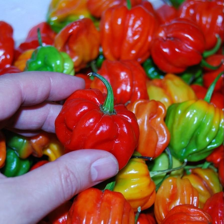 Scotch Bonnet style Aji Chombo pepper seeds