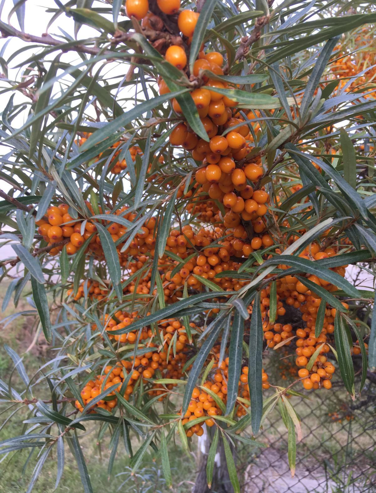 Sea Buckthorn – Nutrient-Packed Superfruit with a Tangy Twist