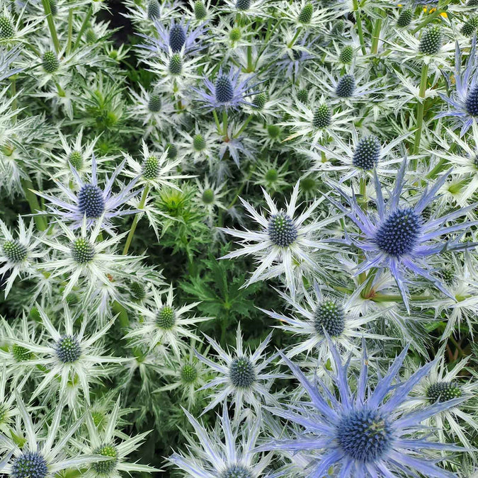 Sea Holly Seeds - Blue Star